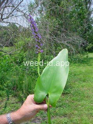 pickerelweed