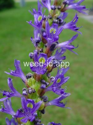 pickerelweed
