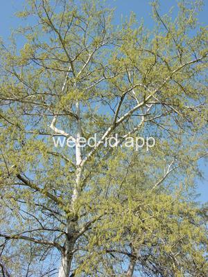 poplar, white