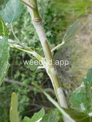 poplar, white