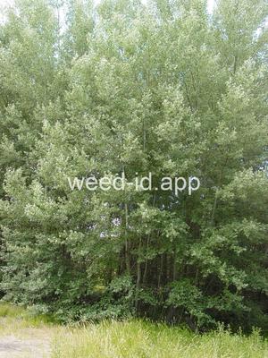 poplar, white