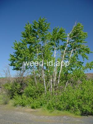 Populus trichocarpa