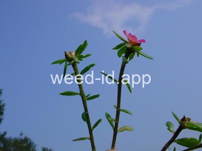 Portulaca amilis
