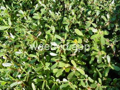 purslane, common