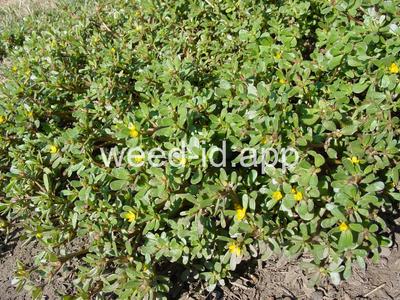 purslane, common