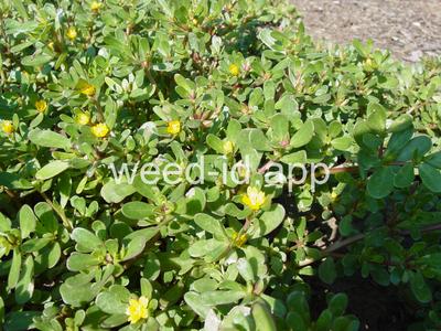 purslane, common