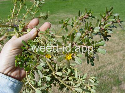 purslane, common