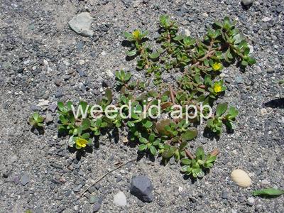 purslane, common