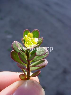 purslane, common