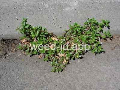 purslane, common