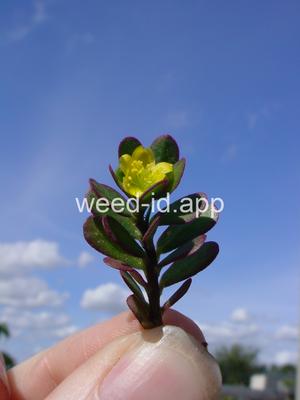purslane, common