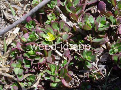 purslane, common