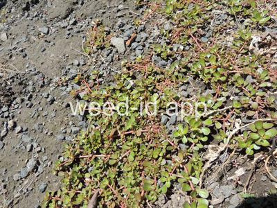 purslane, common