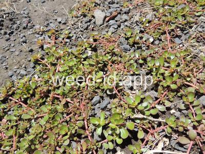 purslane, common