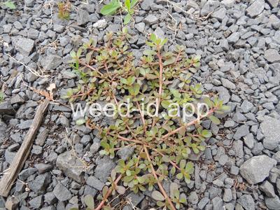 purslane, common