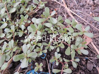 purslane, common