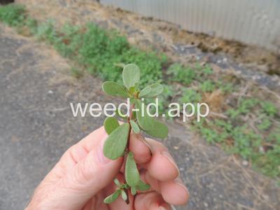 purslane, common