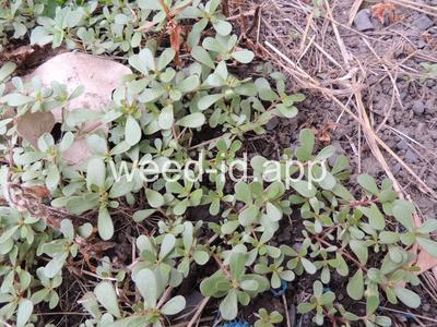purslane, common