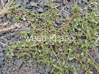 purslane, common