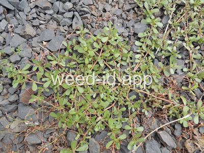 purslane, common