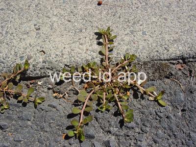 purslane, common