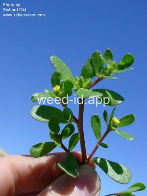 purslane, common