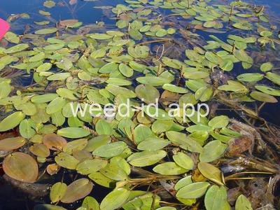 Potamogeton amplifolius