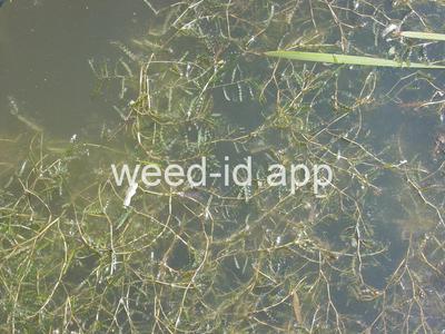 pondweed, curlyleaf