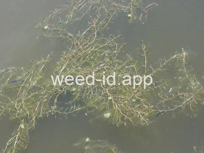 pondweed, curlyleaf