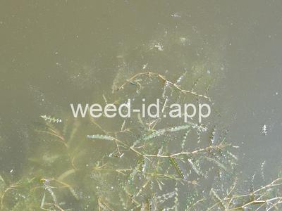 pondweed, curlyleaf
