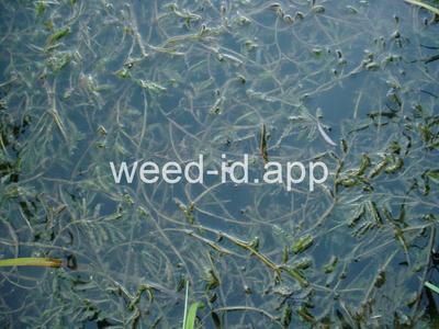 pondweed, curlyleaf