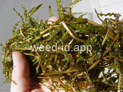 pondweed, curlyleaf