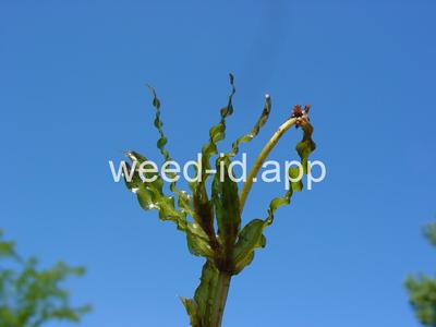 pondweed, curlyleaf