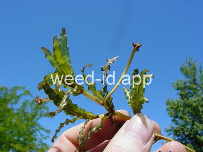pondweed, curlyleaf
