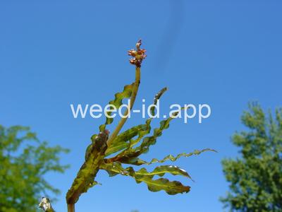 pondweed, curlyleaf