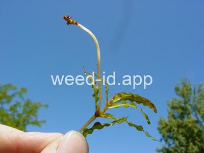 pondweed, curlyleaf