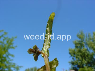 pondweed, curlyleaf