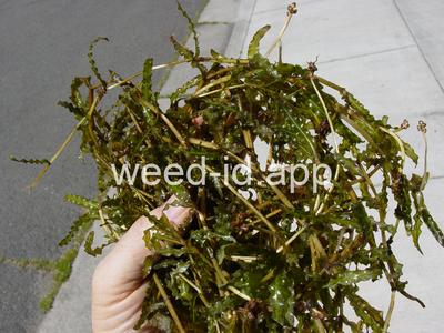 pondweed, curlyleaf