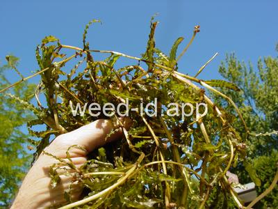 pondweed, curlyleaf