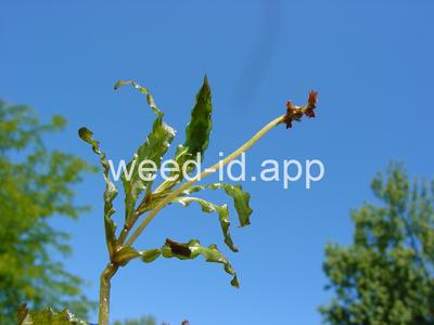 pondweed, curlyleaf