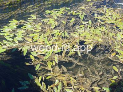 Potamogeton illinoensis