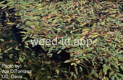 pondweed, American
