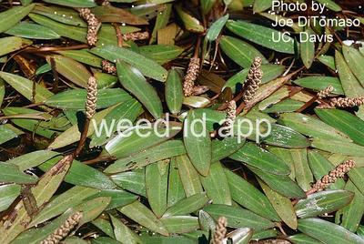 pondweed, American