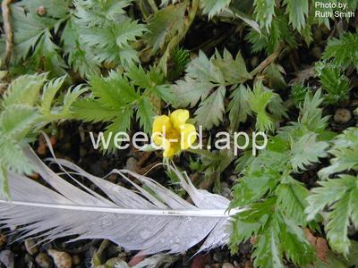 cinquefoil, silverweed