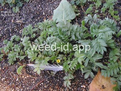 cinquefoil, silverweed