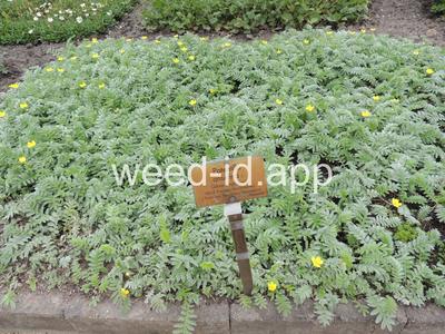 cinquefoil, silverweed