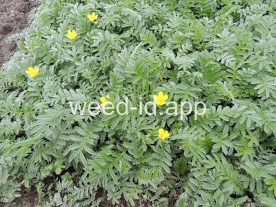 cinquefoil, silverweed