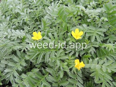cinquefoil, silverweed