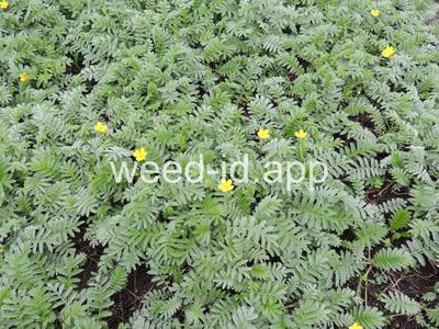 cinquefoil, silverweed