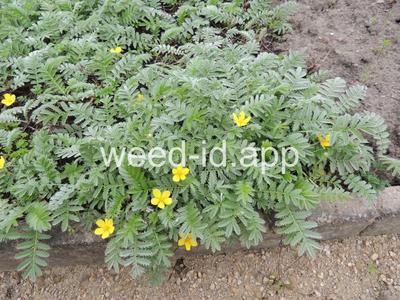 cinquefoil, silverweed